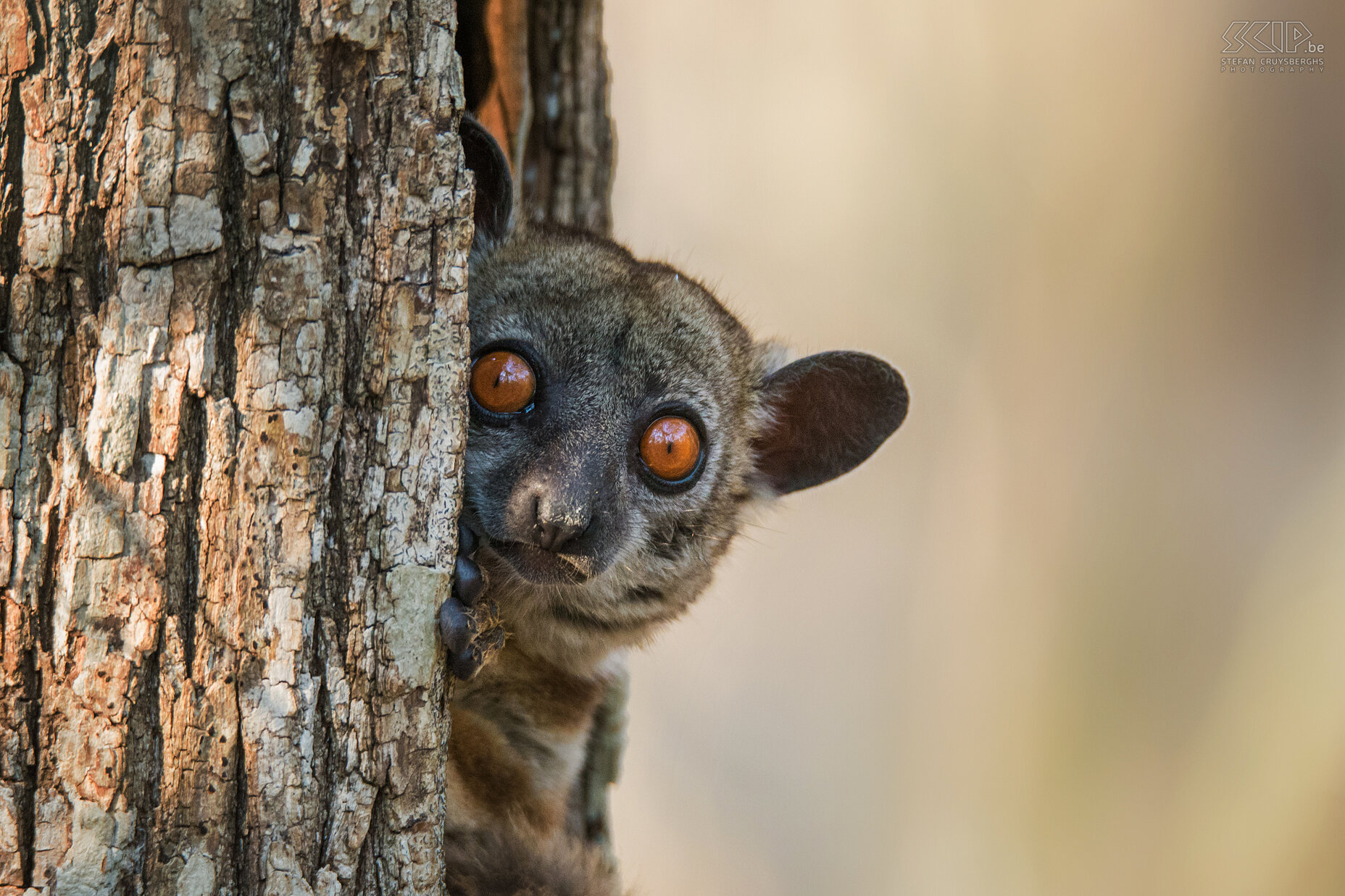 Kirindy - Close-up red-tailed sportive lemur The red-tailed sportive lemur or red-tailed weasel lemur (Lepilemur ruficaudatus) is a nocturnal species of lemur. During the day they sleep in a hole in a tree. We found this small cute lemur with his big colourful eyes during a walk in the Kirindy Forest. Stefan Cruysberghs